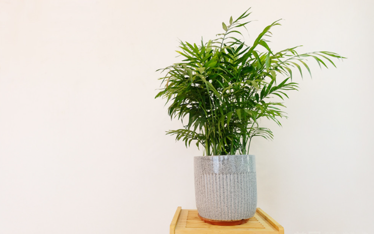 盐田区养生SPA会所